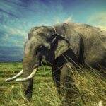 elephant-2729415_1920-treti